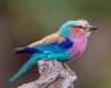 Wildlife photography of a Lilac-Breasted Roller perched on a stump in the Mashatu Bush Camp in Botswana