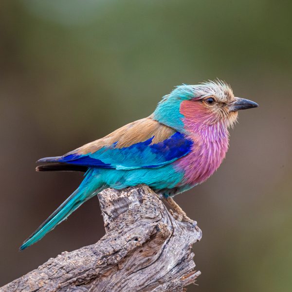Wildlife photography of a Lilac-Breasted Roller perched on a stump in the Mashatu Bush Camp in Botswana