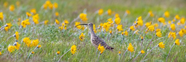 Wildlife photography of Long-Billed Curlew strutting in sunflowers and tall grass on a breezy spring day in Montana