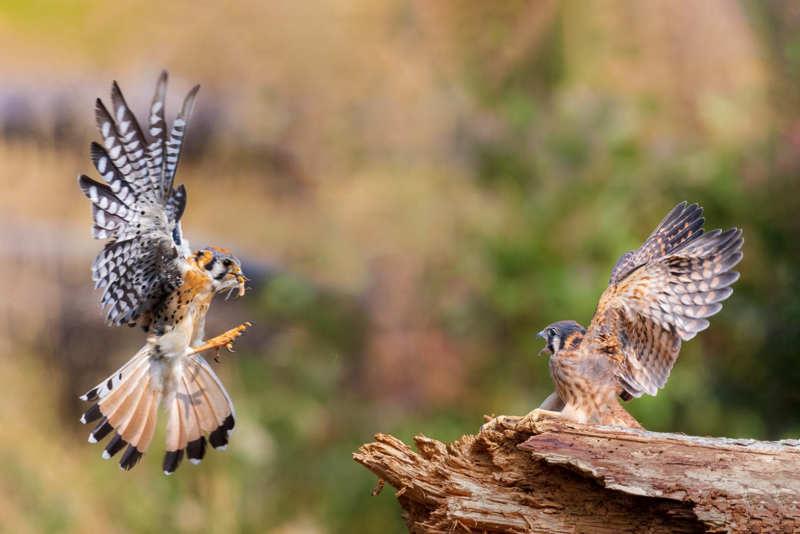 Wildlife photography of a male American Kestrel with wings outstretched bringing food to his female fledgling
