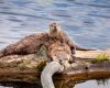 Wildlife photography of a mother Northern River Otter sleeping on a log with her baby