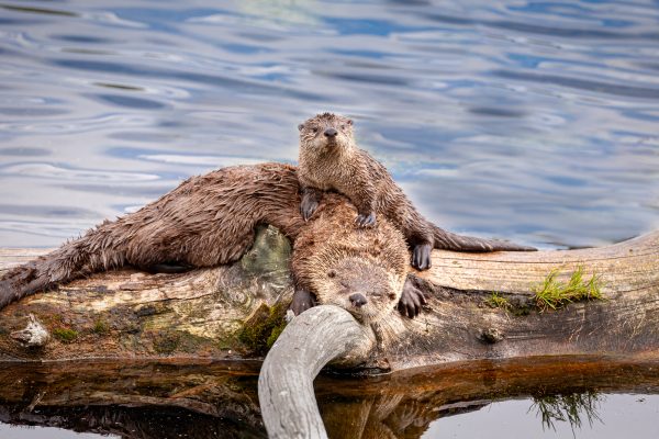 Wildlife photography of a mother Northern River Otter sleeping on a log with her baby