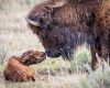 Wildlife photography of a mother American Bison and her newborn calf in Yellowstone National Park’s Lamar Valley