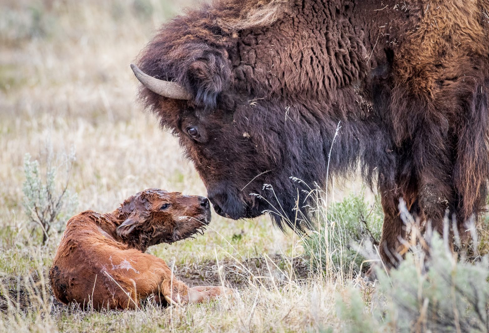 Wildlife photography of a mother American Bison and her newborn calf in Yellowstone National Park’s Lamar Valley