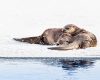 Wildlife photography of a pair of Northern River Otters resting together on the banks of the Yellowstone River in Winter