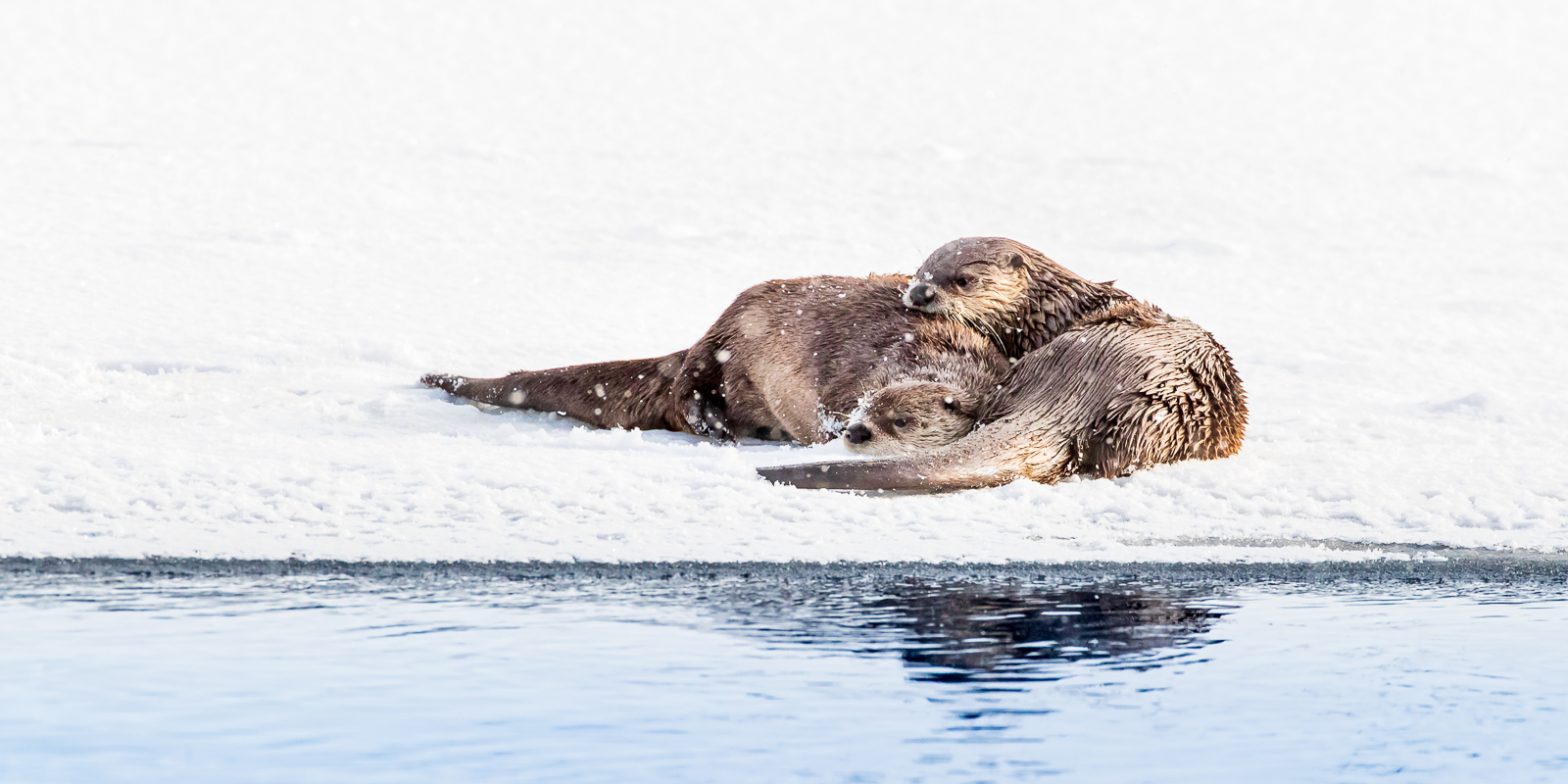 Wildlife photography of a pair of Northern River Otters resting together on the banks of the Yellowstone River in Winter