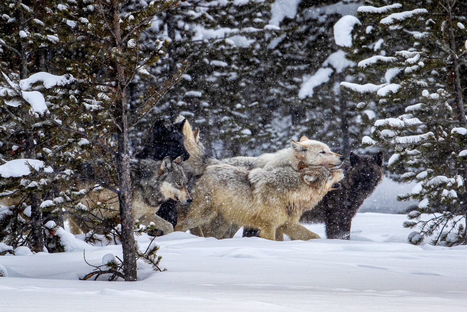 Wildlife photography of wolf packmates playfully greeting each other after feeding on a cold Winter morning in Yellowstone National Park