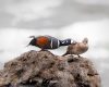 Wildlife photography of a mating pair of Harlequin Ducks in Yellowstone National Park