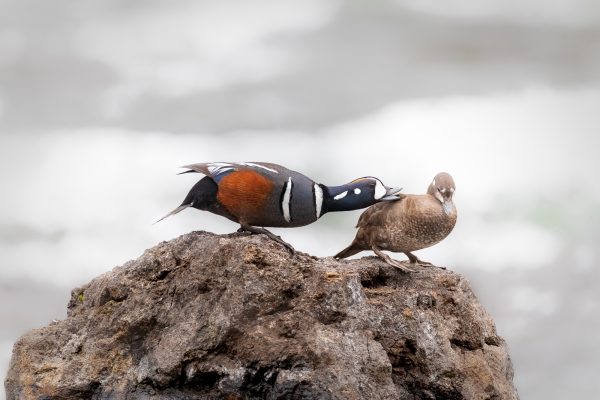 Wildlife photography of a mating pair of Harlequin Ducks in Yellowstone National Park