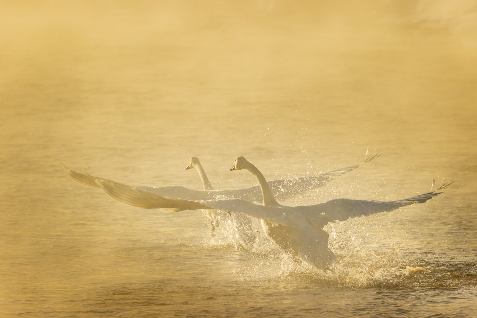 Wildlife photography of a pair of Trumpeter Cranes lifting off in golden sunrise from the Madison River in Yellowstone National Park