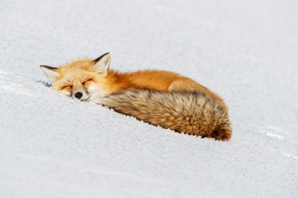 Wildlife photography of a Red Fox curled in sleep on sloping snow in bright sun