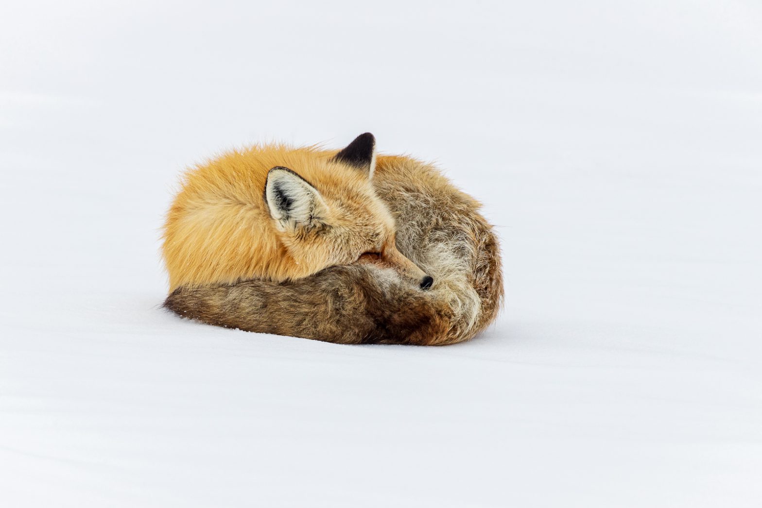 Wildlife photography of a Red Fox curled up and sleeping on snow