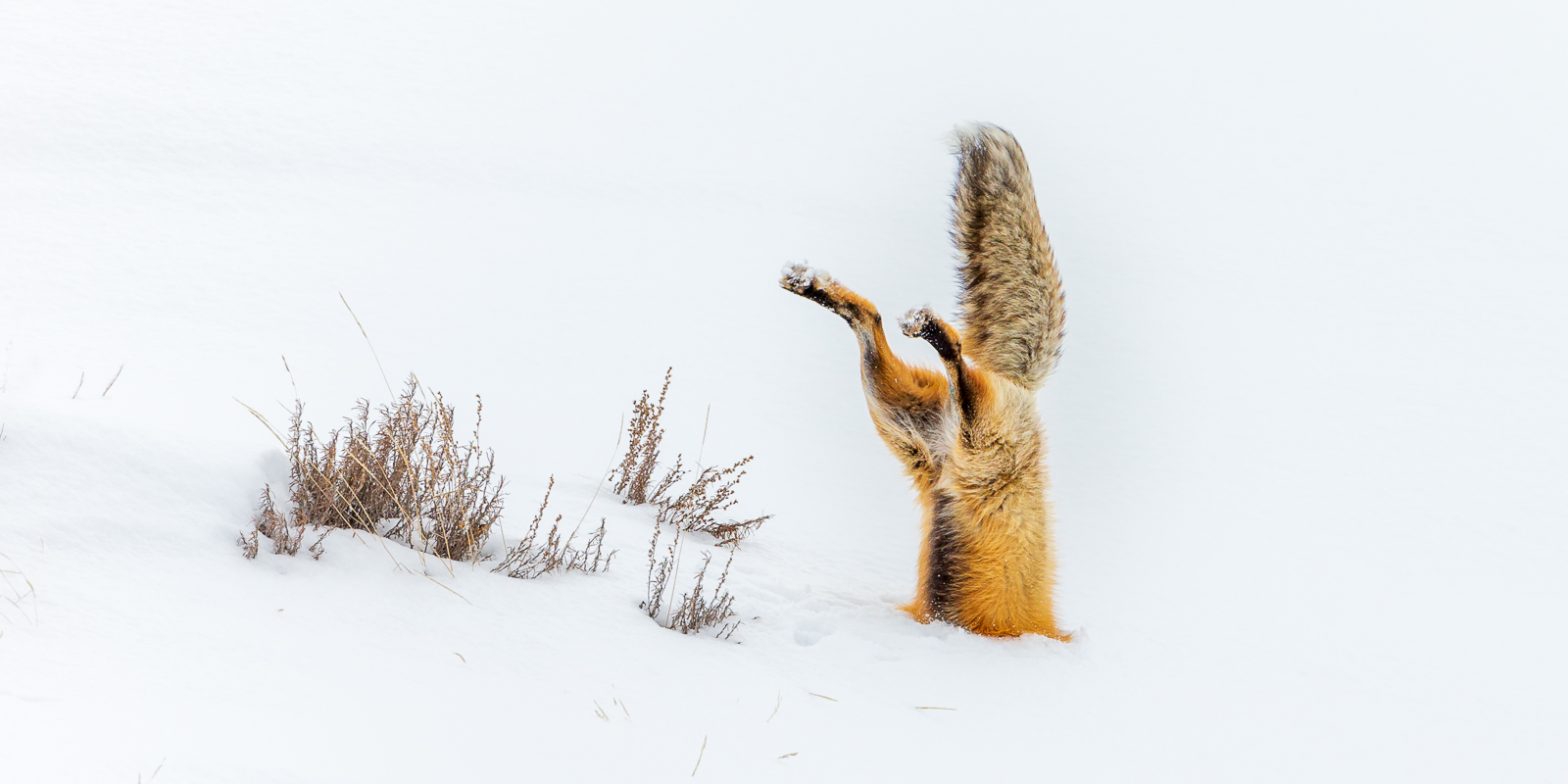 Wildlife photography of a Red Fox diving into deep snows to capture Winter prey in Yellowstone National Park