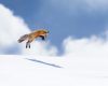 Wildlife photography of a Red Fox performing a mousing leap to catch prey hidden under the snow.
