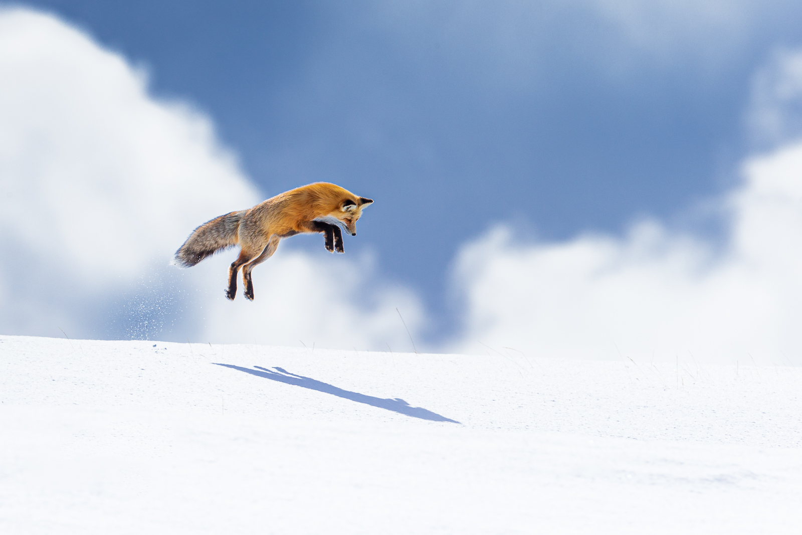the big leap fox