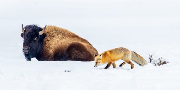 Wildlife photography of a Red Fox slinking past an American Bison lying in snow in Yellowstone National Park