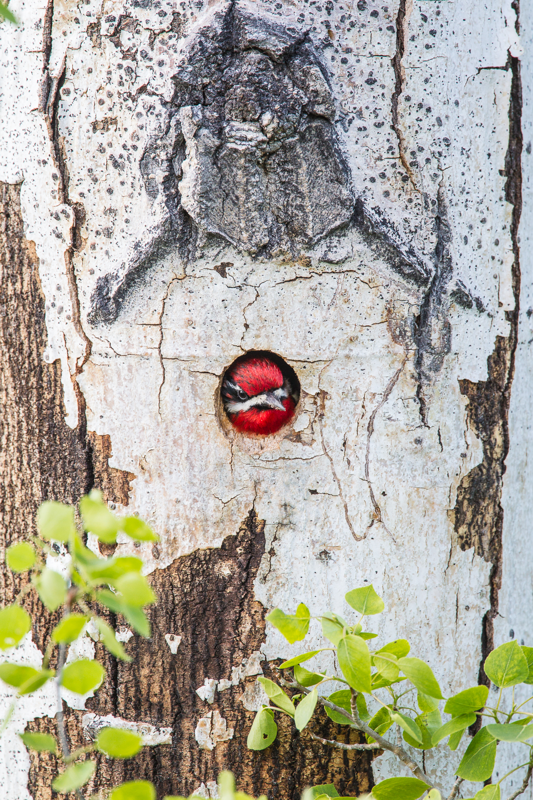 Wildlife photography of a single Red-naped Sapsucker in its cavity nest in a quaking aspen in Wyoming