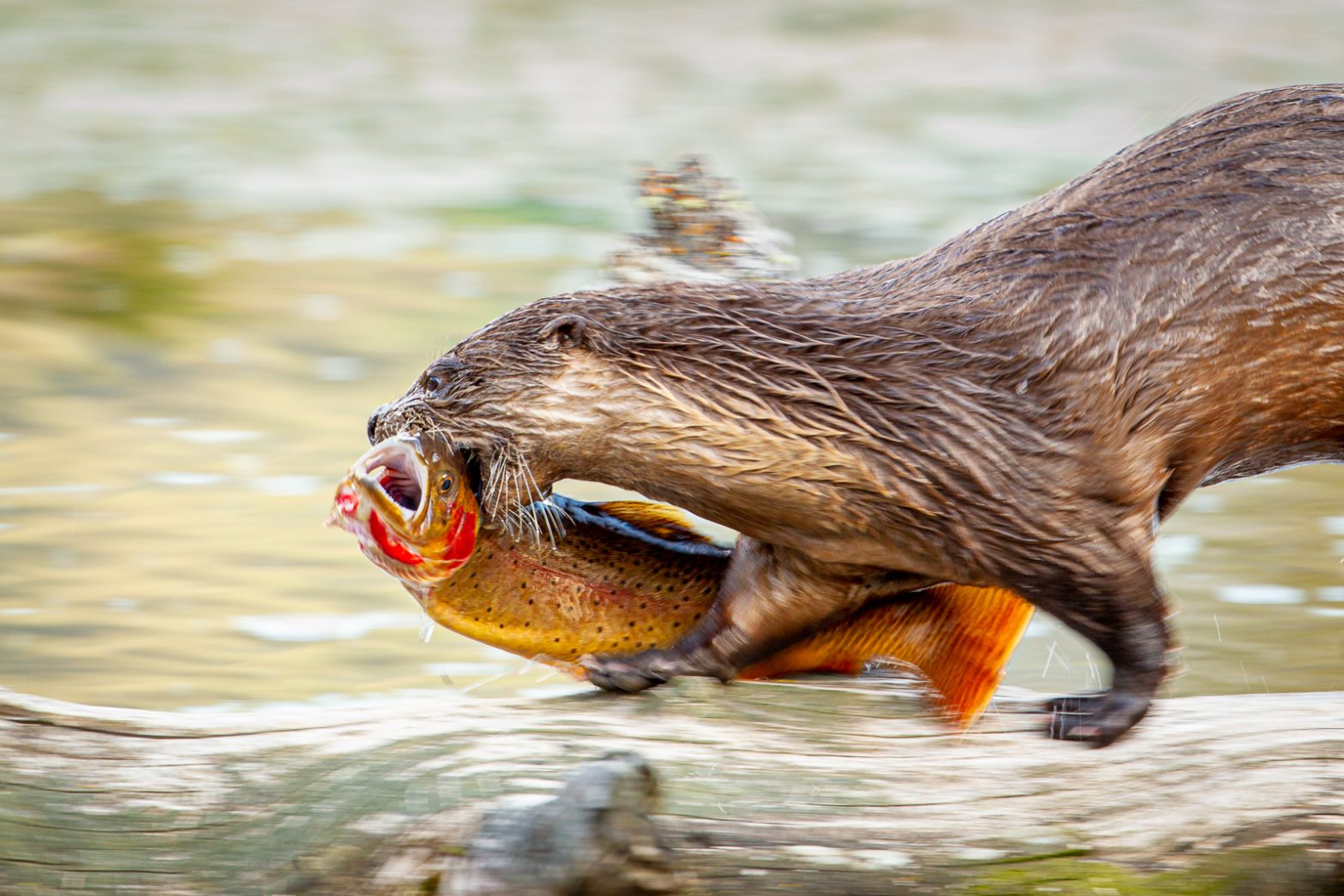Wildlife photography of a North American River Otter running across a log carrying a Cutthroat Trout in Yellowstone National Park