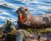Wildlife photography of eggs squirting from a female Yellowstone Cutthroat Trout as she is eaten by a Northern River Otter during the spawn