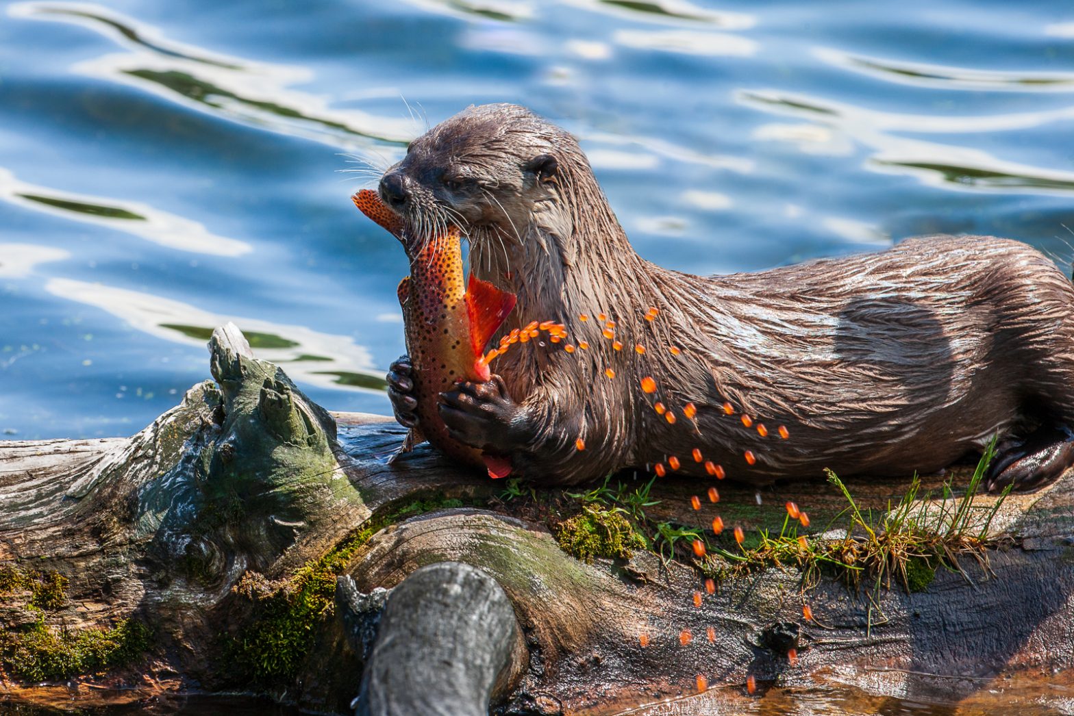 Wildlife photography of eggs squirting from a female Yellowstone Cutthroat Trout as she is eaten by a Northern River Otter during the spawn