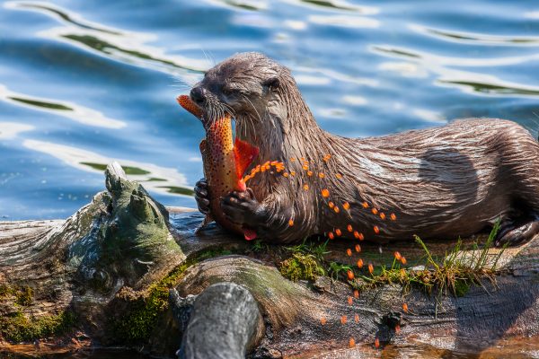 Wildlife photography of eggs squirting from a female Yellowstone Cutthroat Trout as she is eaten by a Northern River Otter during the spawn