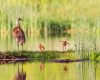 Wildlife photography of a Sandhill Crane and two colts on a grassy lakeshore
