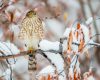 Wildlife photography of a Sharp-Shinned Hawk perched in snow watching for prey in Southwest Montana