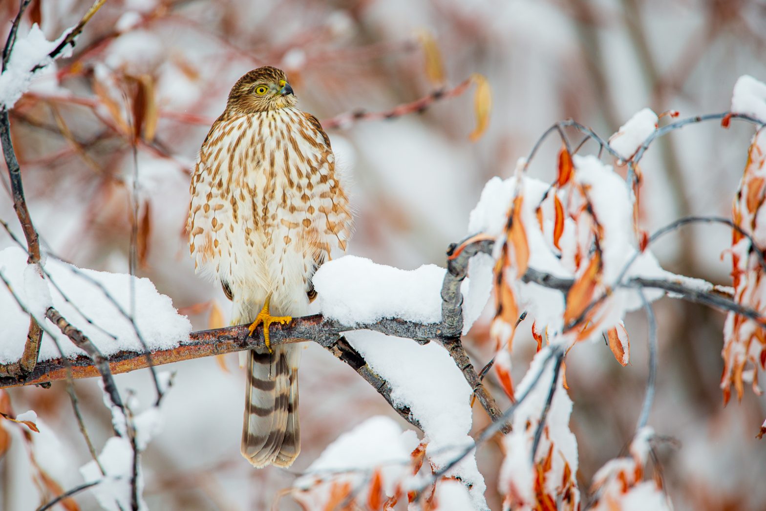 Wildlife photography of a Sharp-Shinned Hawk perched in snow watching for prey in Southwest Montana