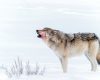 Wildlife photography of a single wolf howling in Winter, face smeared with blood