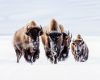 Wildlife photography of snowy American Bison walking toward the viewer in Yellowstone National Park in the Winter
