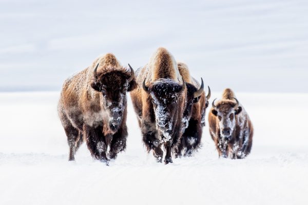 Wildlife photography of snowy American Bison walking toward the viewer in Yellowstone National Park in the Winter