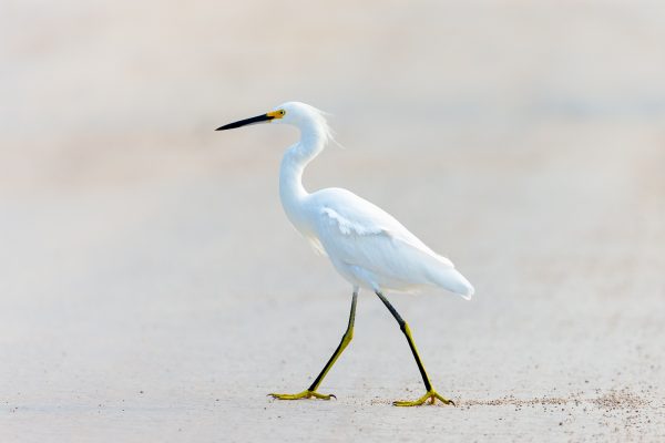Wildlife photography of a Snowy Egret crossing a sand beach in Belize