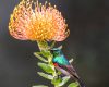 Wildlife photography of a Southern Double-Collared Sunbird perched on the leaves of a Protea in Cape Town, South Africa