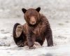 Wildlife photography of a Coastal Brown Bear cub playing on a sandy beach in Alaska’s Katmai National Park