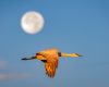 Wildlife photography of a Sandhill Crane flying in golden light of early evening with full moon behind