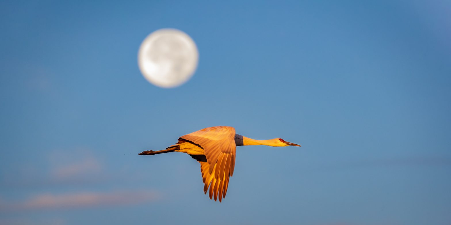 Wildlife photography of a Sandhill Crane flying in golden light of early evening with full moon behind