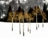 Wilderness landscape photography of a triangular-shaped stand of aspen in Winter with pine and mountain in the background