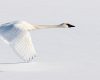 Wildlife photography of a Trumpeter Swan flying so low that its wingtips touch the snow