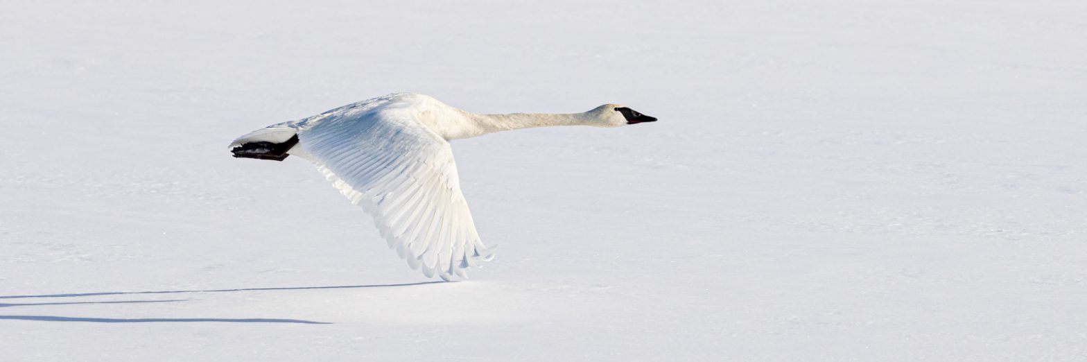 Wildlife photography of a Trumpeter Swan flying so low that its wingtips touch the snow