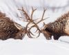 Wildlife photography of two bull elk fighting with their antlers in heavy snow in Yellowstone National Park