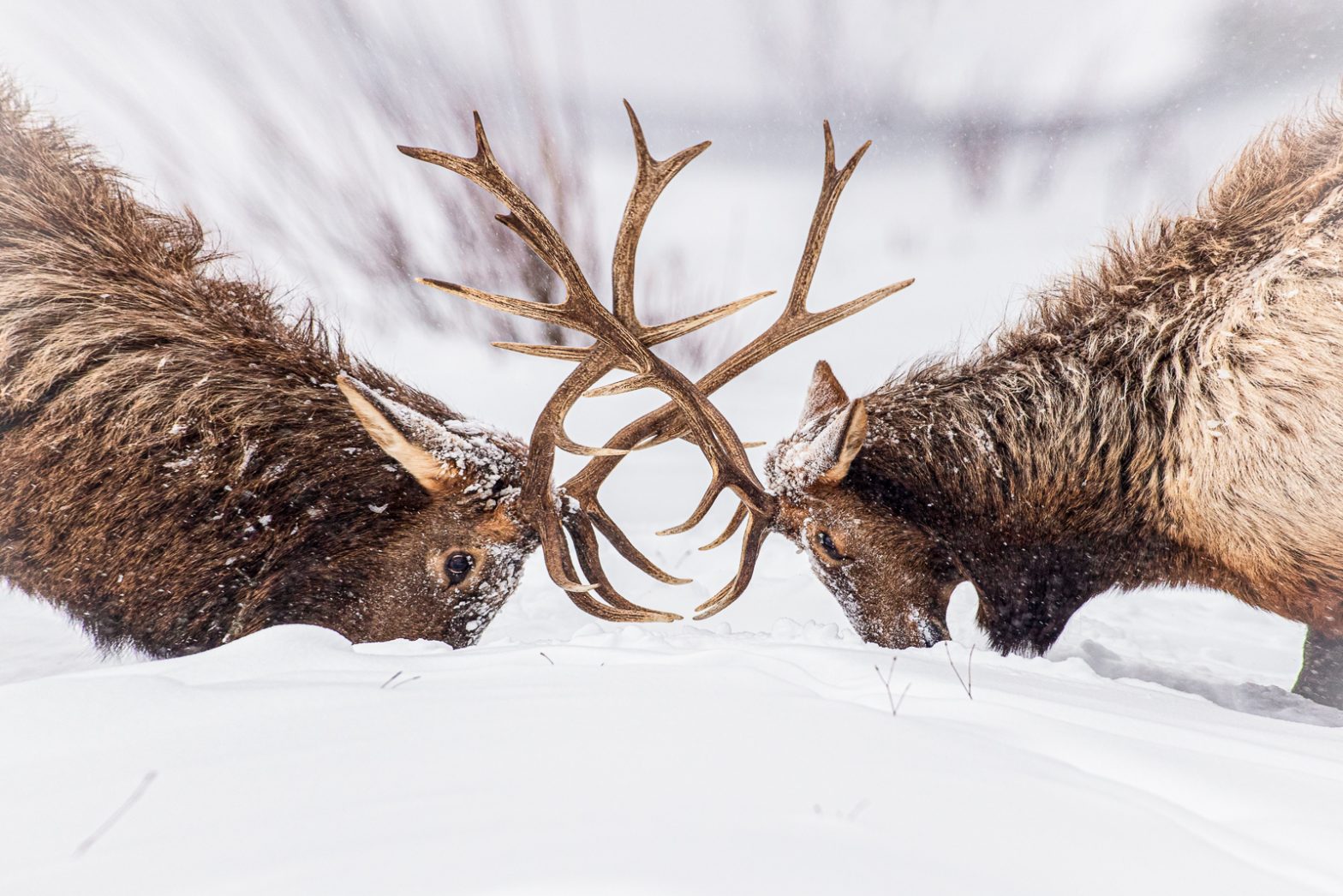 Wildlife photography of two bull elk fighting with their antlers in heavy snow in Yellowstone National Park