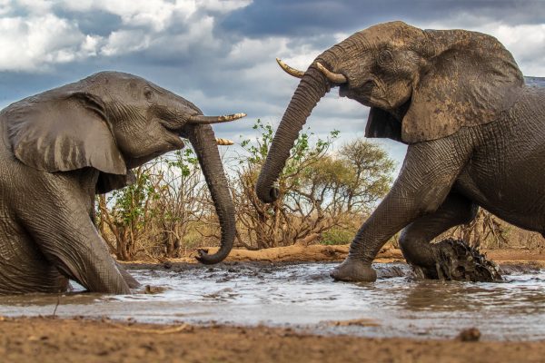 Wildlife photography of two African Elephants playing and splashing in a watering hole in the Mashatu Game Preserve in Botswana