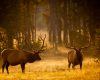 Wildlife photography of two bull elk with antlers in velvet in golden light of late summer in Yellowstone National Park
