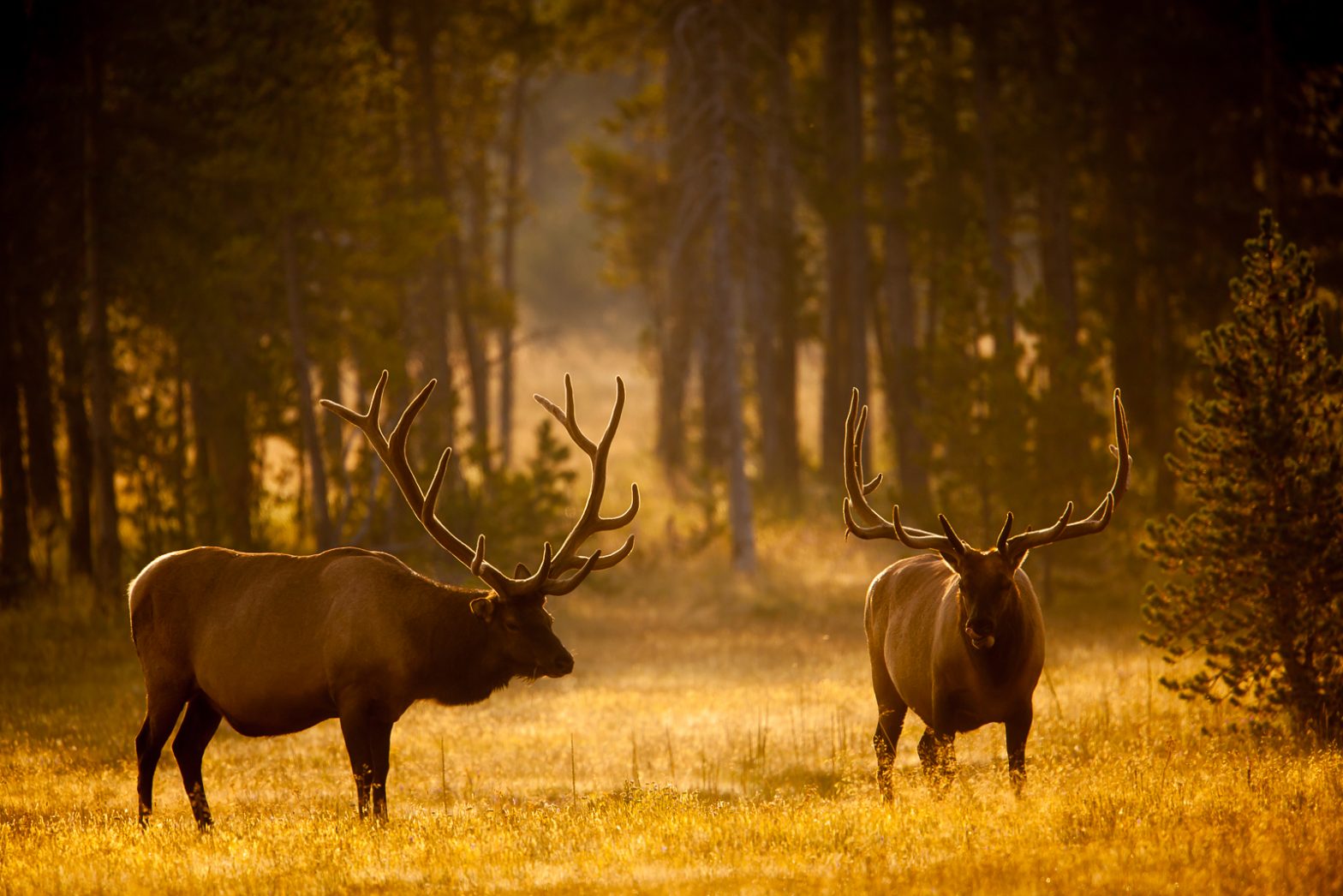 Buy Wildlife photography of two bull elk with antlers in velvet in golden  light of late summer in Yellowstone National Park | Goeddel Gallery