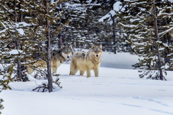 Wildlife photography of two wild wolves from the Wapiti Pack in Yellowstone National Park