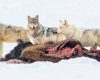 Wildlife photography of four members of the Wapiti wolf pack feeding on a bison kill after a successful Winter hunt in Yellowstone National Park
