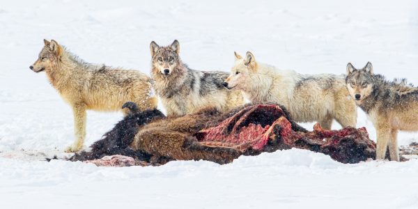 Wildlife photography of four members of the Wapiti wolf pack feeding on a bison kill after a successful Winter hunt in Yellowstone National Park