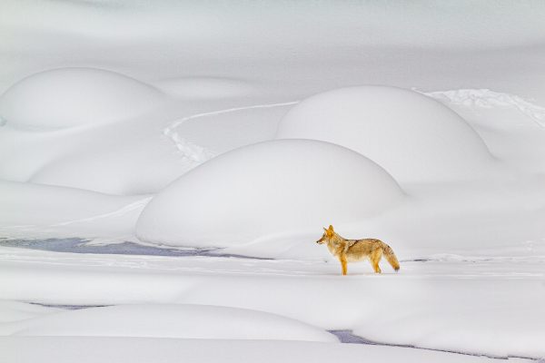 Wildlife photography of a single coyote listens for prey in the Winter along the Lamar River in Yellowstone National Park