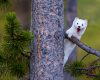 Wildlife photography of a single white Long-Tailed Weasel peeking from behind a pine tree yawning