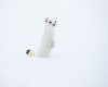 Wildlife photography of a white long-tailed weasel standing in snow in Yellowstone National Park